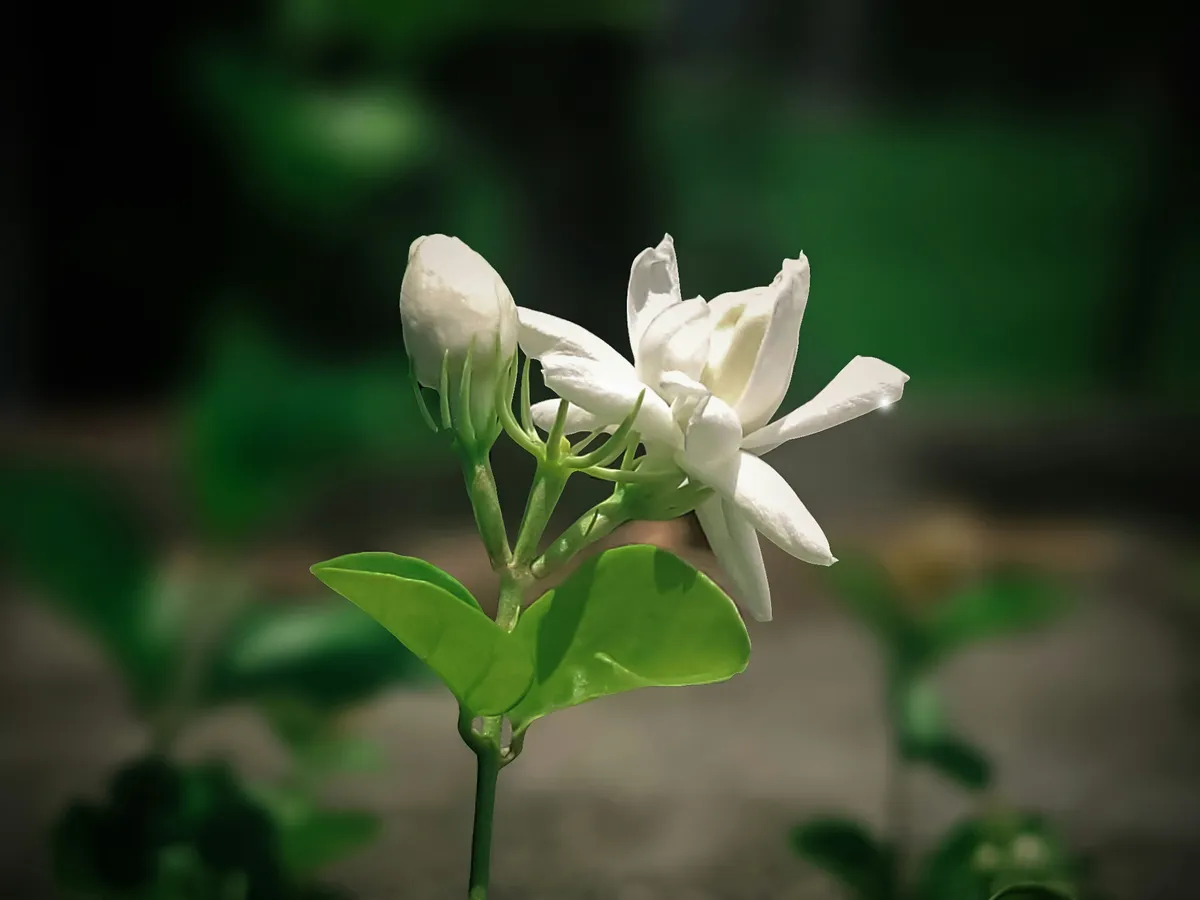 第2位：Jasmine（ジャスミン）